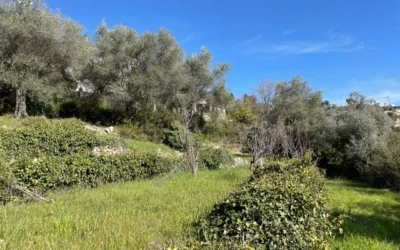 Contrat d’assistance et de conseil pour un terrain de 1400m2 à Carros (06)