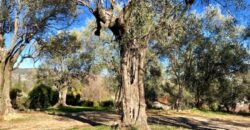 Achat terrain GRASSE (06) – GRASSE