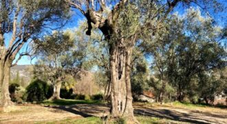 Achat terrain GRASSE (06) – GRASSE