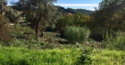  Rare terrain de plus de 2 hectares Vence Sud