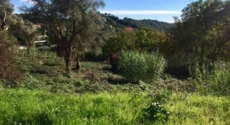  Rare terrain de plus de 2 hectares Vence Sud