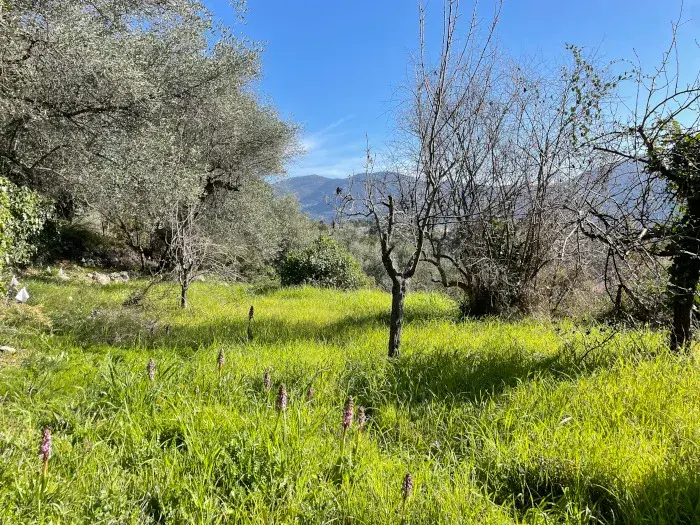 Terrain Carros vendu