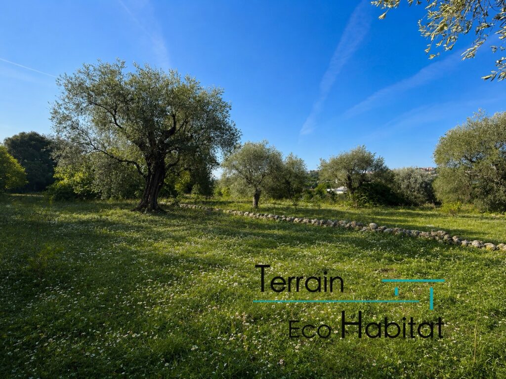 Terrain grasse rare